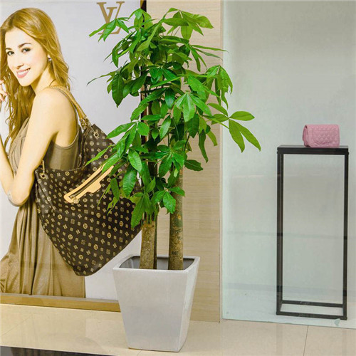 步步高發(fā)財(cái)樹