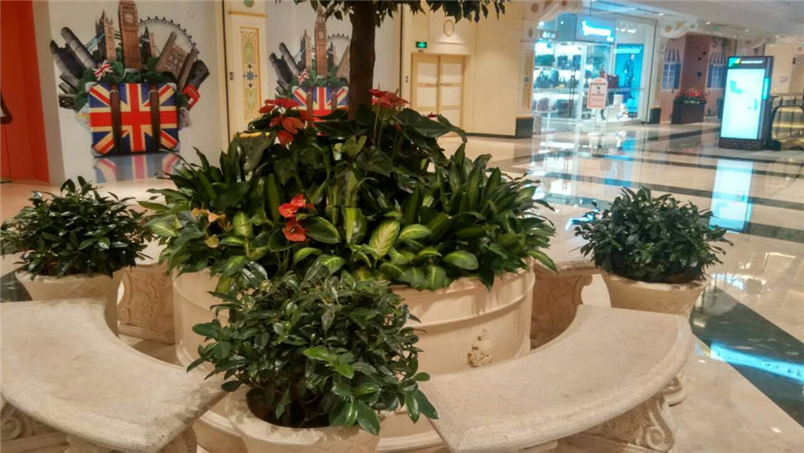 上海環(huán)球港商業(yè)廣場室內綠植租擺案例展示