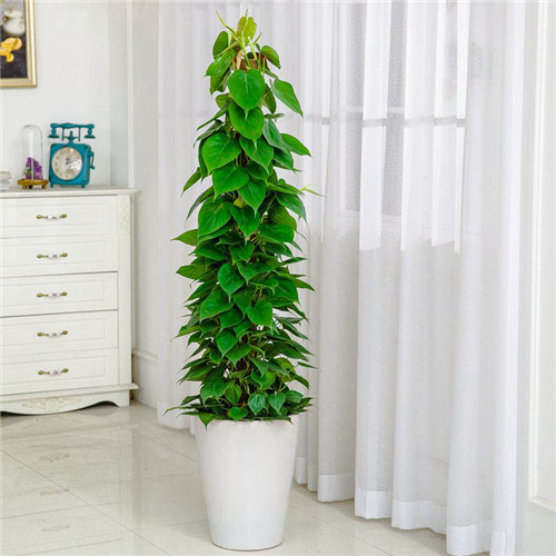 388植物租賃套餐