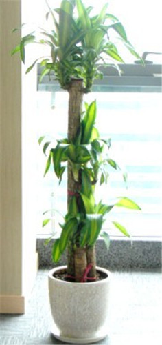 巴西木的養(yǎng)殖方法有哪些